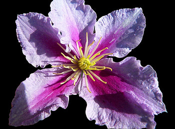 Delicate flower, color, expression, flower, , new HD wallpaper