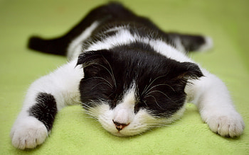 Nap time, kitten, nap, pussy, kitty, cat HD wallpaper