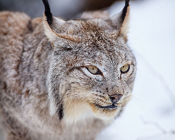 Animals, Iris, Cat, Muzzle, Predator HD wallpaper