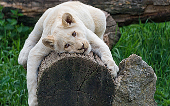 White Lioness, animal, white, lion, lioness, cat HD wallpaper