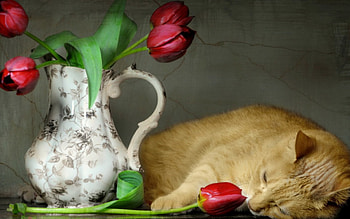 Still Life, vase, cat, tulips HD wallpaper