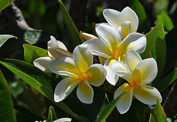 Plumerias, Flowers, Closeup, Branches, Trees HD wallpaper