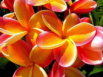 Plumeria, Flowers, Closeup, Nature HD wallpaper