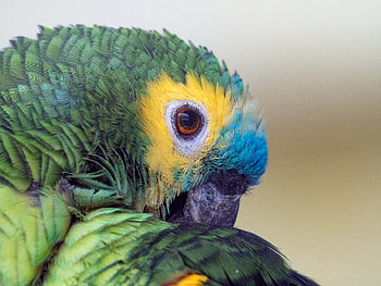 Parrot, bird, yellow, green, close-up, pasare HD wallpaper