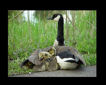 protection, wings, goslings, feathers, babies, goose, flying HD wallpaper