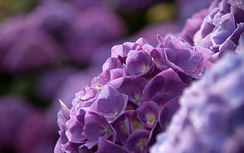 Flowers, Lilac, Macro, Petals HD wallpaper