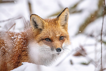 Red Fox Portrait – Majestic Winter Wildlife, red fox, Animal, fox HD wallpaper