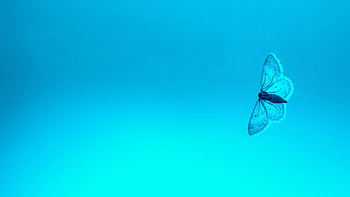 Blue Butterfly , butterfly, animals HD wallpaper