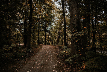 Nature, Trees, Autumn, Forest, Path HD wallpaper