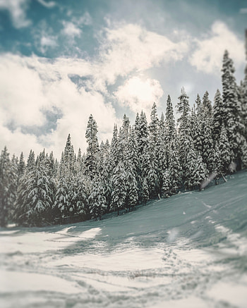 Winter, tree, nature, pine HD phone wallpaper