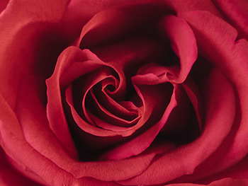 Flower, Macro, Rose Flower, Rose, Petals HD wallpaper