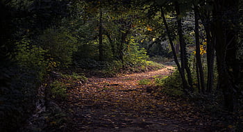 Captivating forest trail with lush foliage in soft autumn light, Dimitrovgrad, Bulgaria. HD wallpaper