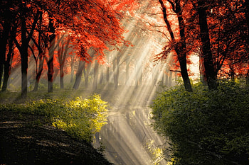 Sun Rays In Forest, in forest, beautiful, , sun rays HD wallpaper