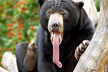 Animals, Bear, Color, Tongue, Language, Astonishment, Surprise, Long Tongue HD wallpaper