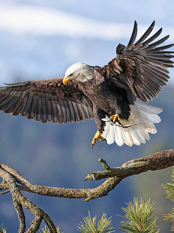 Beautiful animal, Bald eagle HD phone wallpaper