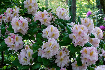 Flowers, Leaves, Pink, Bush, Azalea HD wallpaper