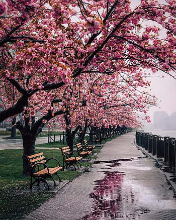 Roosevelt island, pink, nature HD phone wallpaper
