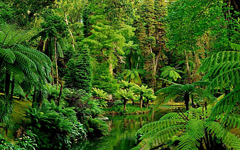 jungle retreat, Nature's oasis, Jungle dreams, Serene beauty HD wallpaper