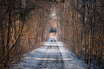 Winter, Nature, Trees, Snow, Road, Forest HD wallpaper