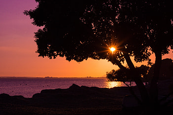 Nature, Sunset, Shore, Bank, Wood, Tree HD wallpaper