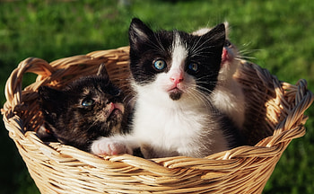 Animals, Sit, Gift, Present, Basket, Kittens HD wallpaper