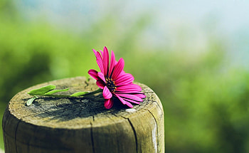 Flowers, Flower, Stump, Penek, Sharpness, Dimorfoteka, Dimorphotheque HD wallpaper