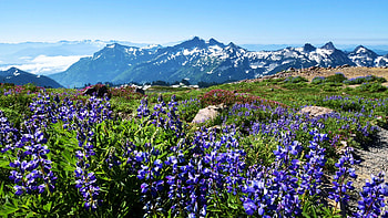 Fields of lupine at Paradise on Mt. Rainier, blossoms, washington, landscape, sky, mountains, usa HD wallpaper