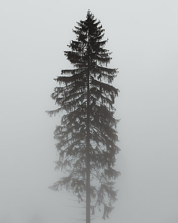 Nature, Pine, Wood, Tree, Fog, Grey, Gloomy HD phone wallpaper