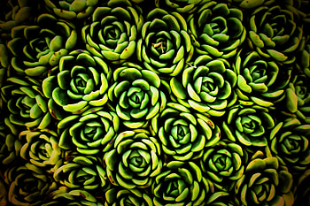 Plants, Texture, Textures, Close-Up, Succulent HD wallpaper