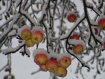 Plants, Winter, Fruits, Apples, Snow HD wallpaper