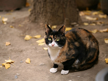 Animals, Sit, Cat, Spotted, Spotty HD wallpaper