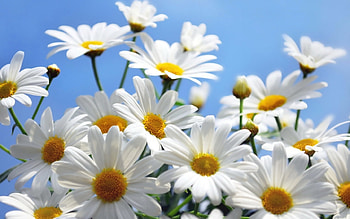 Plants, Flowers, Camomile HD wallpaper
