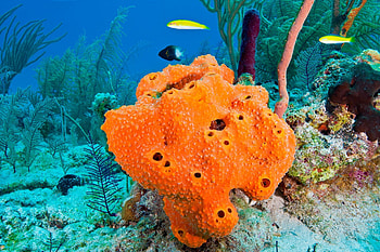 Sea sponge, Ecological artist, Aquatic beauty, Artofit masterpiece HD wallpaper