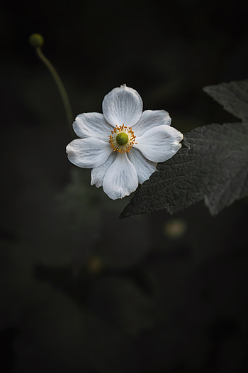 Flowers, Flower, Macro, Close-Up, Bloom, Flowering, Anemone HD phone wallpaper