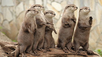 Otters Windows 10 theme, themes, customization, Wildlife admiration HD wallpaper