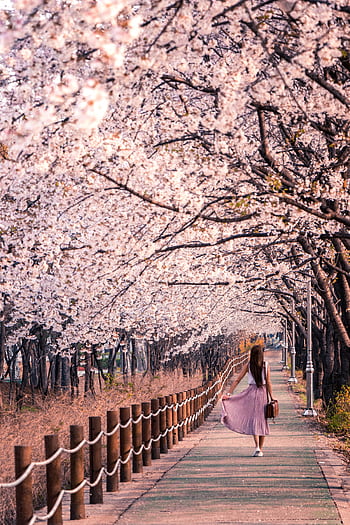 A woman walks under cherry blossoms in full bloom on a spring day in Seoul. HD phone wallpaper