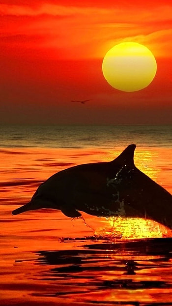 Dolphin, Beautiful HD phone wallpaper