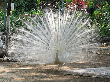 Animals, Feather, Light, Bird, Beautiful, Light Coloured, Peacock, Male HD wallpaper