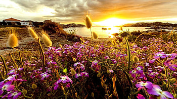 Summer Sunrise, summer, reflection, coast, bay, clouds, nature, flowers, sunrise HD wallpaper