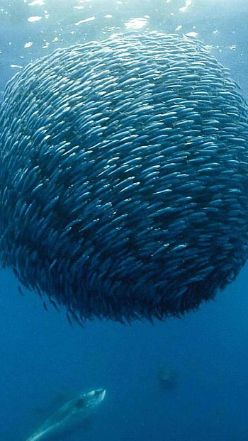 Fish Water, Fish Union HD phone wallpaper