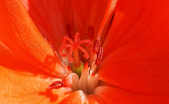Flower, Macro, Pollen, Stamen, Lulpan HD wallpaper