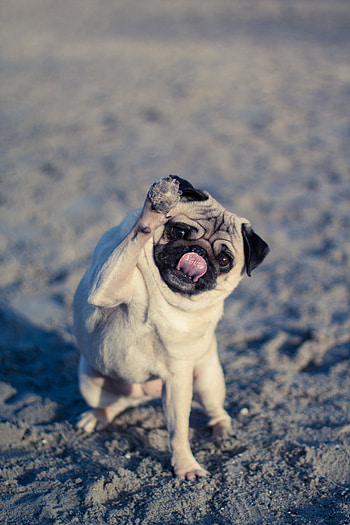 Funny, Animals, Dog, Protruding Tongue, Tongue Stuck Out, Pug HD phone wallpaper