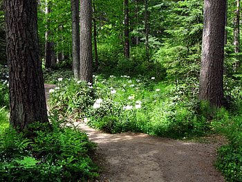 Nature, Flowers, Trees, Track HD wallpaper