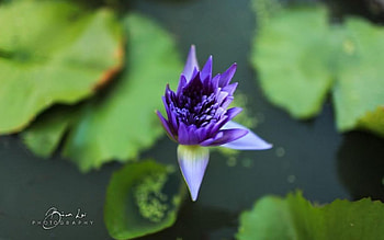 Purple bud, softness, graphy, , seasons, spring, lily, summer, purple, abstract, flower, bud, water lily, close-up, nature, macro HD wallpaper