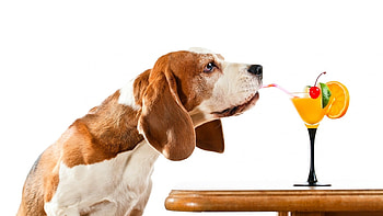 Cute Dog, dog, pet, drinks, animals HD wallpaper