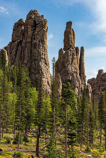 Nature, Trees, Rocks, Forest HD phone wallpaper
