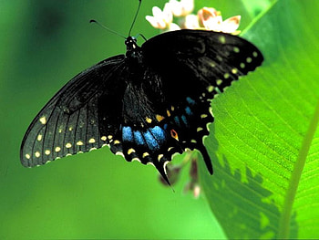 Black-Swallowtail-Butterfly, black, butterfly, , beautiful, swallowtail HD wallpaper