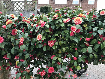 Shrub, Camellia HD wallpaper
