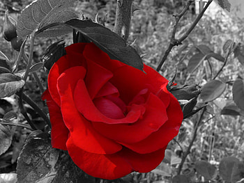 Red rose, rose, abstract, flower HD wallpaper