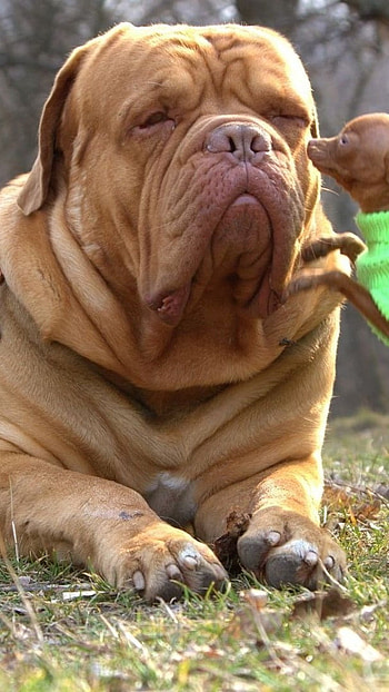 Huge Dog Breeds, Biggest Dog HD phone wallpaper